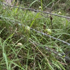 Pterostylis nutans (Nodding Greenhood) at Mount Fairy, NSW - 28 Oct 2022 by AJB