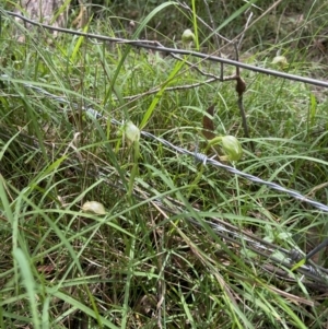 Pterostylis nutans at Mount Fairy, NSW - 28 Oct 2022