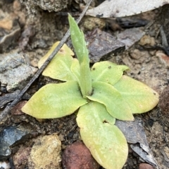 Oligochaetochilus sp. (A Rustyhood Orchid) at Bungonia, NSW - 22 Sep 2022 by AJB