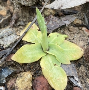 Oligochaetochilus sp. at Bungonia, NSW - 22 Sep 2022