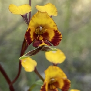 Diuris semilunulata at Stromlo, ACT - suppressed