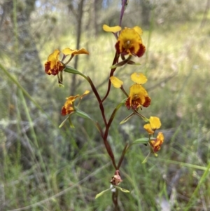 Diuris semilunulata at Stromlo, ACT - suppressed