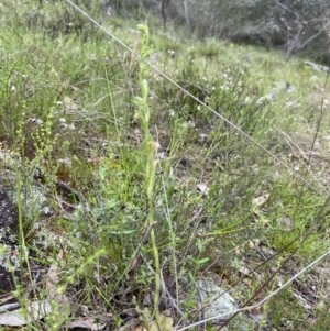 Hymenochilus cycnocephalus at Stromlo, ACT - 24 Oct 2022