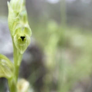 Hymenochilus cycnocephalus at Stromlo, ACT - suppressed