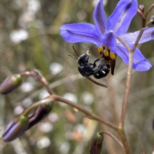 Lipotriches (Austronomia) ferricauda at Bruce, ACT - 7 Nov 2022