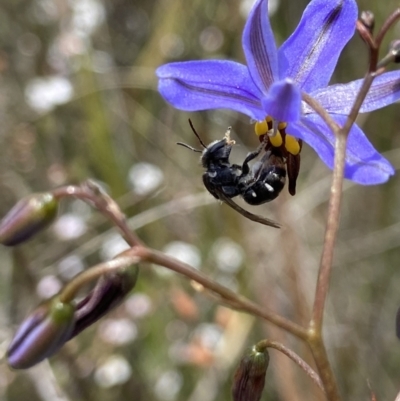 Lipotriches (Austronomia) ferricauda (Halictid bee) at Bruce, ACT - 7 Nov 2022 by AJB
