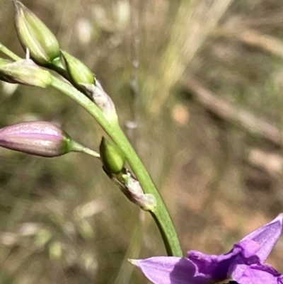 Arthropodium fimbriatum (Nodding Chocolate Lily) at Hughes, ACT - 11 Nov 2022 by KL