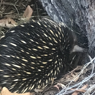 Tachyglossus aculeatus (Short-beaked Echidna) at Bowral, NSW - 25 Sep 2022 by Willowvale42