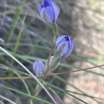 Thelymitra megcalyptra (Swollen Sun Orchid) at Hackett, ACT - 9 Nov 2022 by Louisab