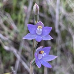 Thelymitra sp. (pauciflora complex) (Sun Orchid) at Watson, ACT - 9 Nov 2022 by Louisab