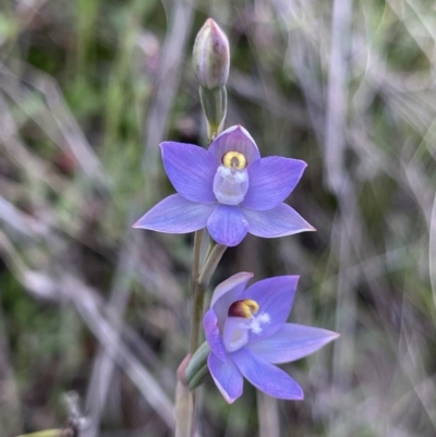 Thelymitra sp. (pauciflora complex) (Sun Orchid) at Watson, ACT - 9 Nov 2022 by Louisab