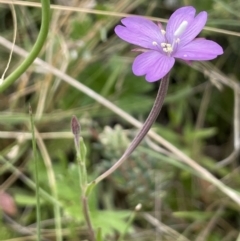 Epilobium sp. (A Willow Herb) at Mount Clear, ACT - 28 Jan 2022 by JaneR