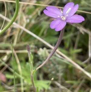 Epilobium sp. at Mount Clear, ACT - 28 Jan 2022