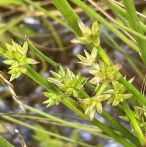 Juncus prismatocarpus at Mount Clear, ACT - 28 Jan 2022