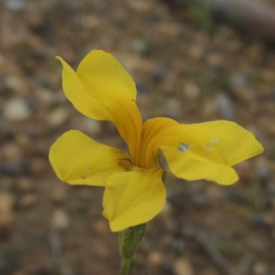 Goodenia pinnatifida (Scrambled Eggs) at Boorowa, NSW - 23 Oct 2022 by MichaelBedingfield