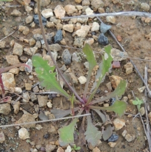 Goodenia pinnatifida at Boorowa, NSW - 23 Oct 2022 02:59 PM