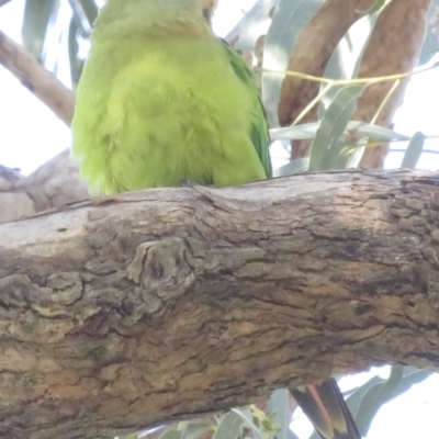 Polytelis swainsonii (Superb Parrot) at Bendick Murrell, NSW - 19 Sep 2022 by RobParnell