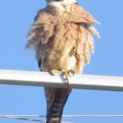 Falco longipennis at Wagga Wagga, NSW - 20 Sep 2022