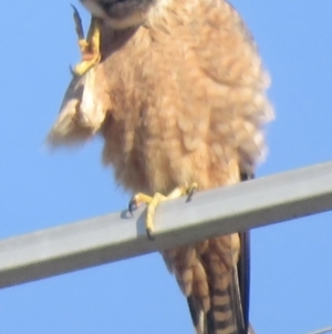 Falco longipennis at Wagga Wagga, NSW - 20 Sep 2022