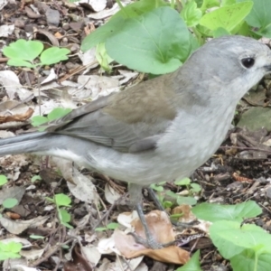 Colluricincla harmonica at Turvey Park, NSW - 24 Oct 2022