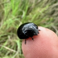 Paropsisterna sp. (genus) (A leaf beetle) at Rendezvous Creek, ACT - 12 Nov 2022 by KMcCue