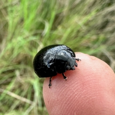 Paropsisterna sp. (genus) (A leaf beetle) at Rendezvous Creek, ACT - 12 Nov 2022 by KMcCue