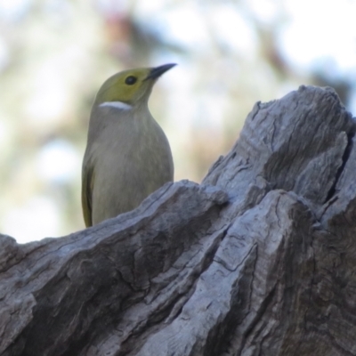 Ptilotula penicillata (White-plumed Honeyeater) at Alfredtown, NSW - 10 Jul 2022 by RobParnell