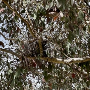 Manorina melanocephala at Aranda, ACT - 9 Nov 2022