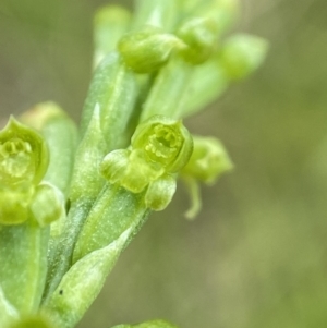 Microtis parviflora at Bungonia, NSW - suppressed