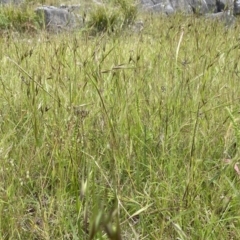 Microtis parviflora at Bungonia, NSW - suppressed