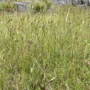 Microtis parviflora at Bungonia, NSW - 11 Nov 2022