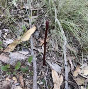 Dipodium sp. at Bungonia, NSW - 11 Nov 2022