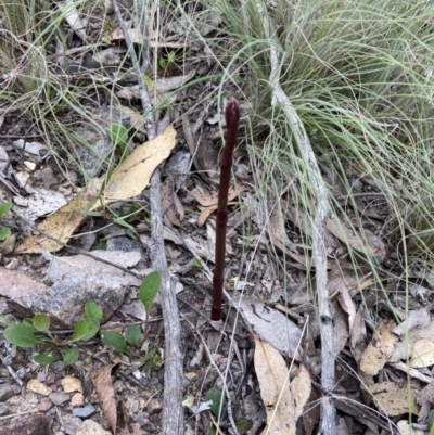 Dipodium sp. (A Hyacinth Orchid) at Goulburn Mulwaree Council - 11 Nov 2022 by AJB