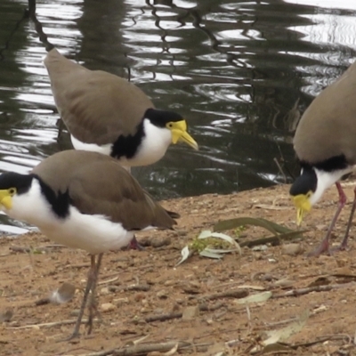 Vanellus miles (Masked Lapwing) at Wagga Wagga, NSW - 6 Jun 2021 by RobParnell