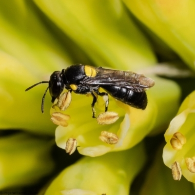 Amphylaeus (Agogenohylaeus) nubilosellus at Macgregor, ACT - 9 Nov 2022 by Roger