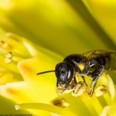 Amphylaeus (Agogenohylaeus) nubilosellus at Macgregor, ACT - 9 Nov 2022