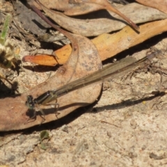 Ischnura heterosticta (Common Bluetail Damselfly) at Lake Ginninderra - 10 Nov 2022 by Christine