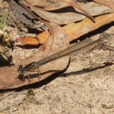 Ischnura heterosticta (Common Bluetail Damselfly) at Lake Ginninderra - 10 Nov 2022 by Christine