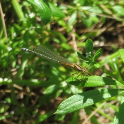 Xanthagrion erythroneurum (Red & Blue Damsel) at Belconnen, ACT - 10 Nov 2022 by Christine