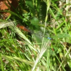 Xanthagrion erythroneurum at Belconnen, ACT - 10 Nov 2022 11:15 AM