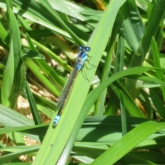 Ischnura heterosticta (Common Bluetail Damselfly) at Belconnen, ACT - 10 Nov 2022 by Christine