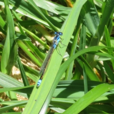 Ischnura heterosticta (Common Bluetail Damselfly) at Lake Ginninderra - 10 Nov 2022 by Christine