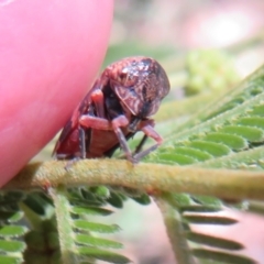 Eurymeloides adspersa (Gumtree hopper) at Lake Ginninderra - 10 Nov 2022 by Christine