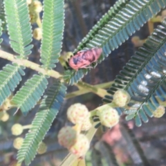 Eurymeloides adspersa at Belconnen, ACT - 10 Nov 2022