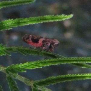 Eurymeloides adspersa at Belconnen, ACT - 10 Nov 2022