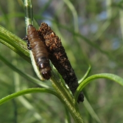 Conoeca or Lepidoscia (genera) IMMATURE (Unidentified Cone Case Moth larva, pupa, or case) at Molonglo Valley, ACT - 10 Nov 2022 by Christine