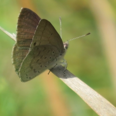 Erina hyacinthina (Varied Dusky-blue) at Molonglo Valley, ACT - 10 Nov 2022 by Christine