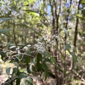 Olearia lirata at Paddys River, ACT - 10 Nov 2022 02:31 PM