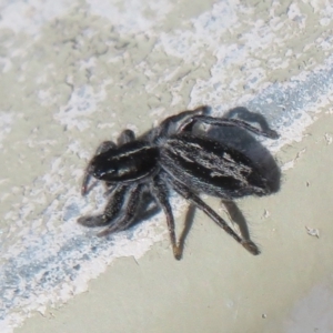 Ocrisiona leucocomis at Molonglo Valley, ACT - 10 Nov 2022