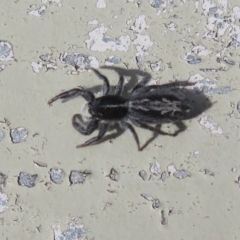 Ocrisiona leucocomis at Molonglo Valley, ACT - 10 Nov 2022